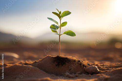 Plant Growing In Hot Dry Desert. New Life / Hope Concept 