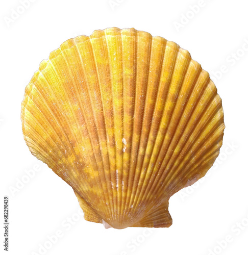 Top view of bright yellow scallop seashell isolated on white background, ocean, sea, beach, summer vacation design element, flat lay cut out. Front side