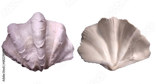 Top view of white clam seashell isolated on white background  flat lay. Front and back side.