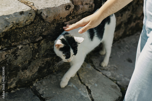Cute white and black cat near a stone wall on a street. © Inna
