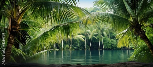 In the isolated summer spa  amidst a lush green forest  a tropical coconut tree stands tall  its white and green leaves forming a pattern  an iconic symbol of natures tranquil beauty.