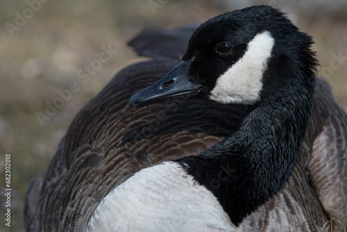 Canada Geese close up at the park