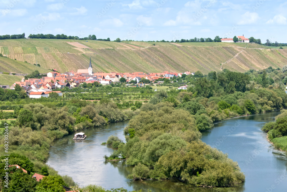 Obraz premium Altwasser des Main und weinberge in Steillage an der Mainschleife bei Escherndorf