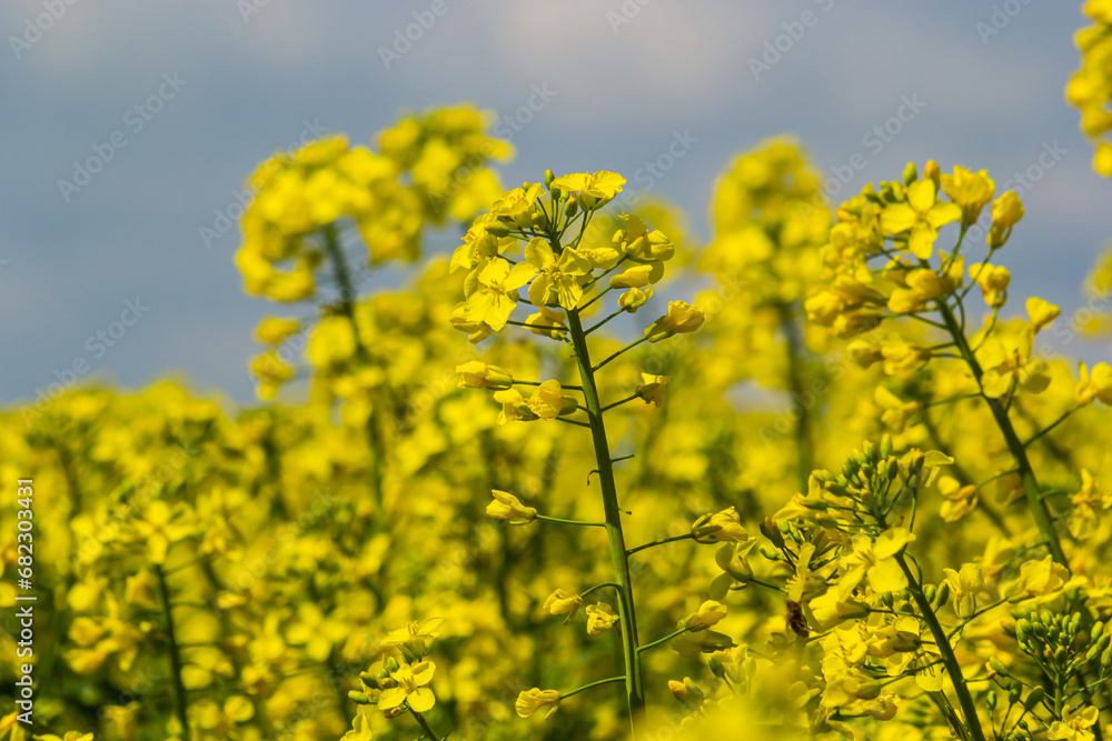 Blooming canola field and blu sky with stormy clouds Blooming canola field and blu sky with stormy clouds