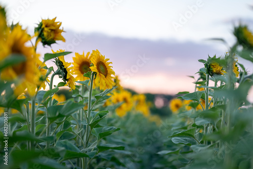 Rows of beautiful sunflowers in the evening. Sunset over the field of sunflowers  agriculture  gardening and rural atmosphere concepts
