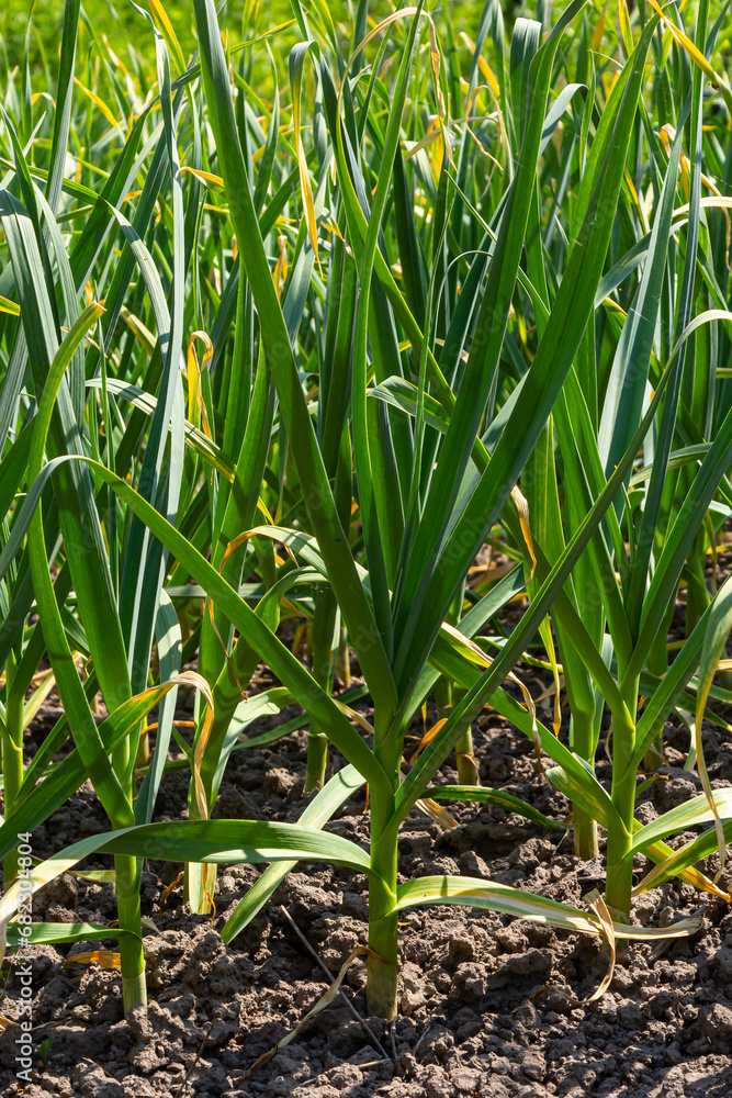 Obraz premium green onions growing in the garden