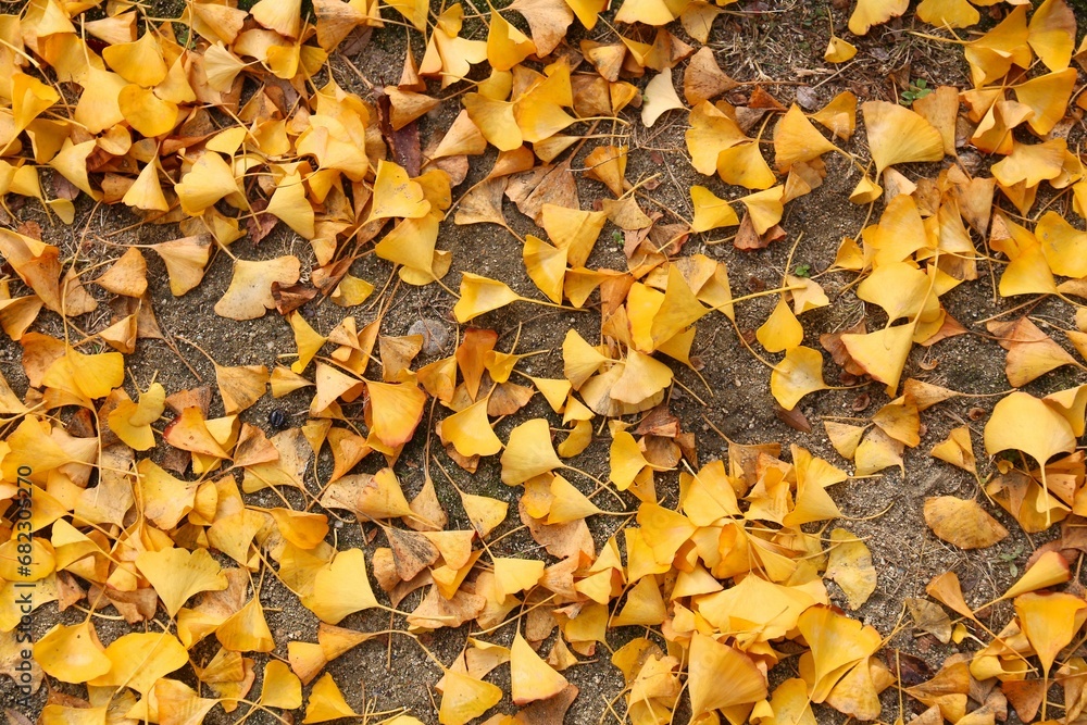 Fallen ginkgo tree leaves in Japan Fallen ginkgo tree leaves in Japan
