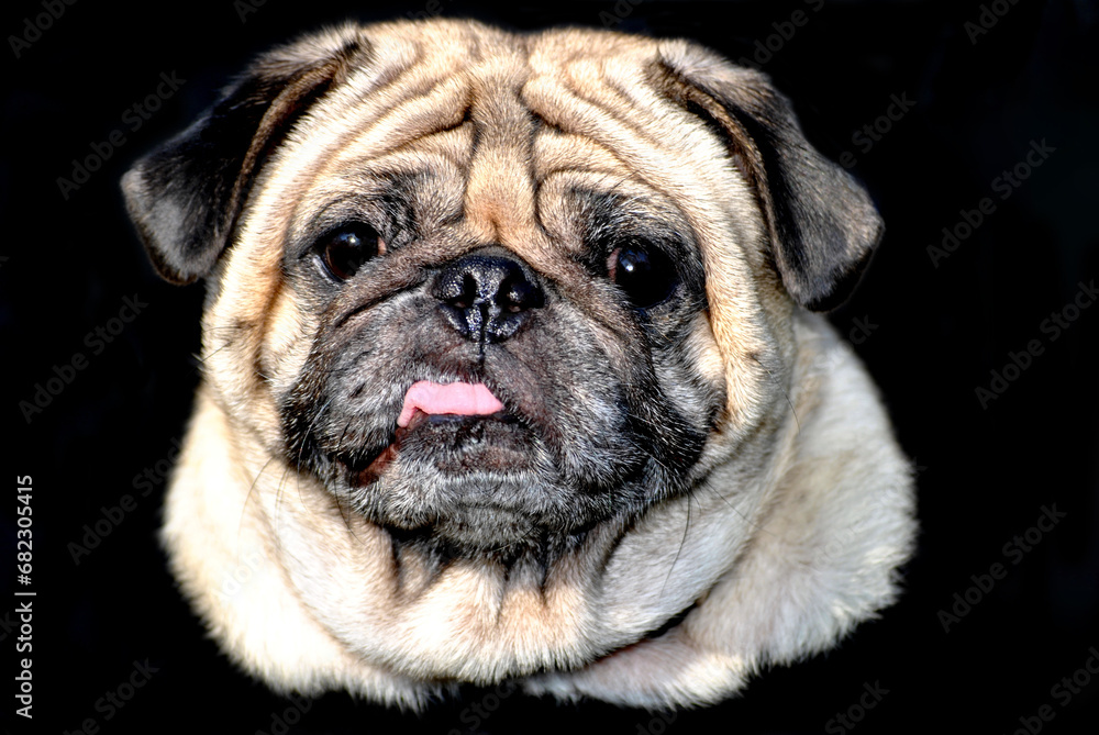 Old Pug Isolated Over a Black Background