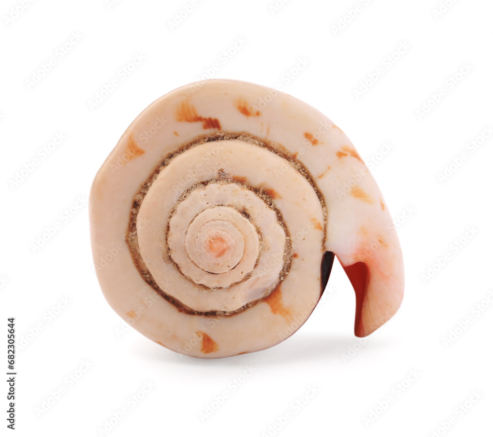 Beautiful seashell isolated on white. Beach object Beautiful seashell isolated on white. Beach object