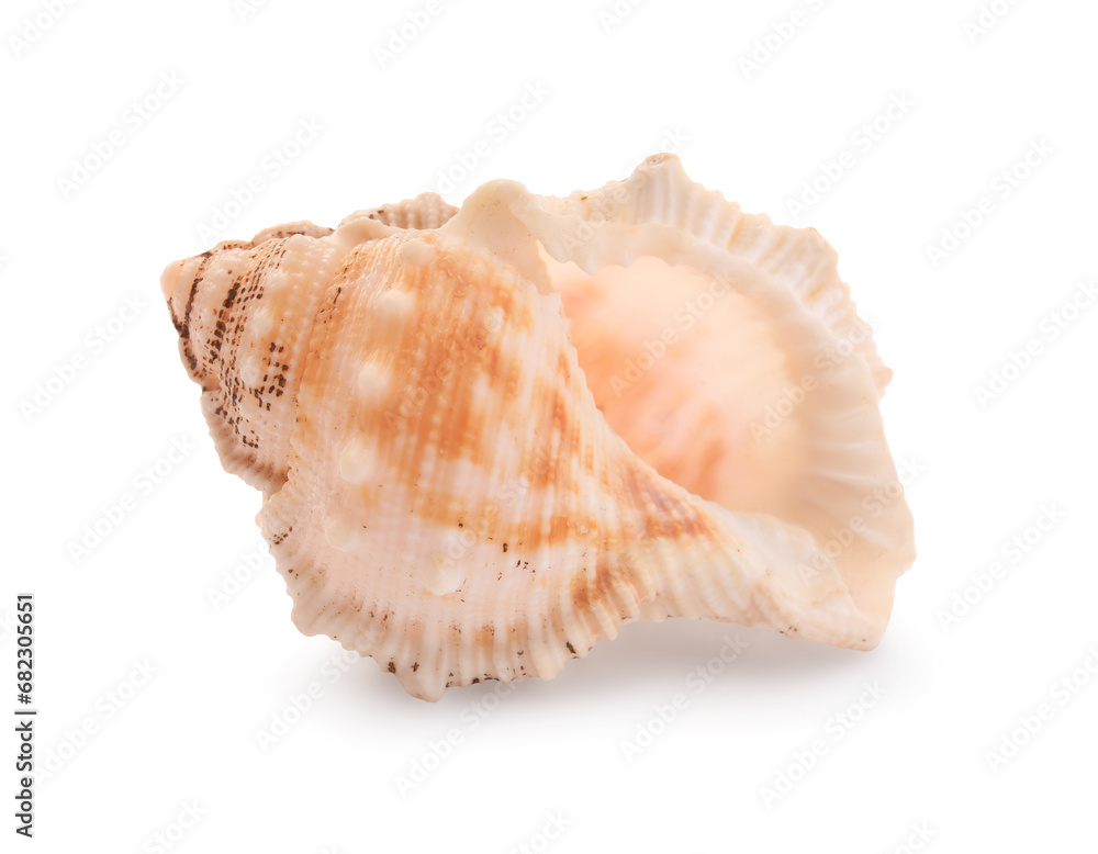 Beautiful seashell isolated on white. Beach object Beautiful seashell isolated on white. Beach object
