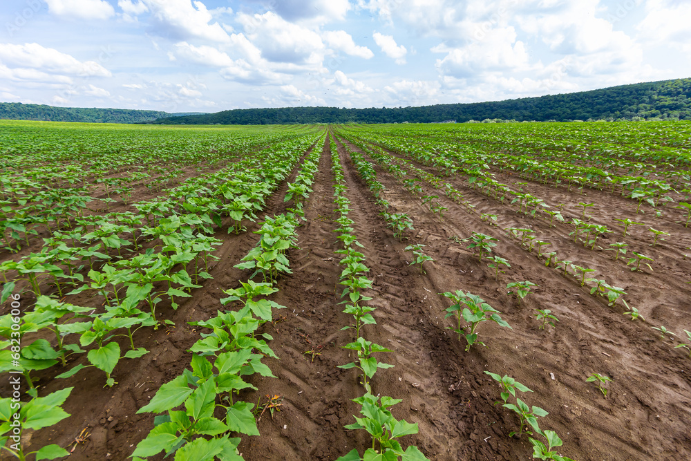 Sunflower plants with buds. Concept agro culture. Rows of young sunflower plants in the field