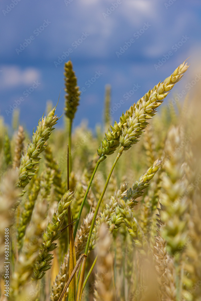 Wheat meadow. Ripe Gold Barley field in summer. Nature organic Yellow rye plant Growing to harvest. World global food with sunset in farm land autumn scene background. Happy Agricultural countryside Wheat meadow. Ripe Gold Barley field in summer. Nature organic Yellow rye plant Growing to harvest. World global food with sunset in farm land autumn scene background. Happy Agricultural countryside