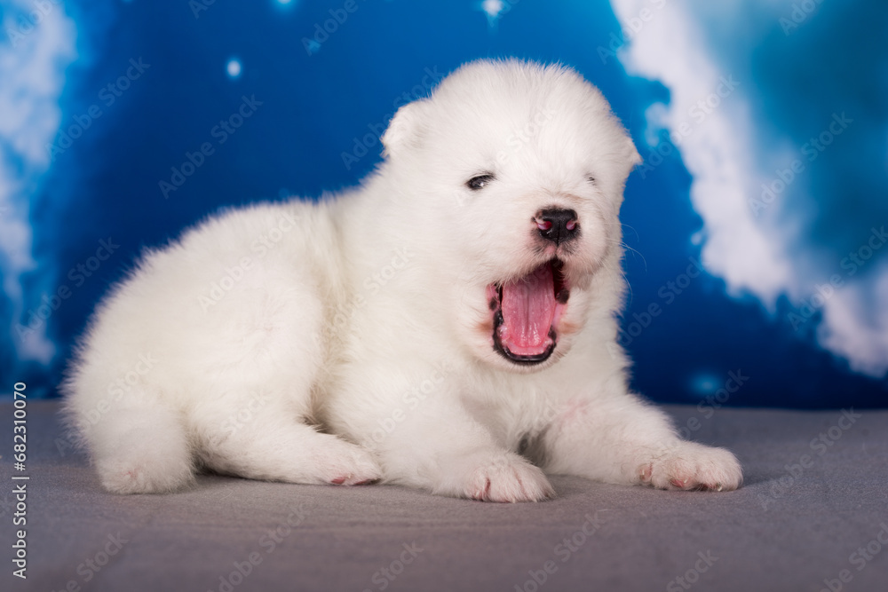 White fluffy small Samoyed puppy dog is on blue background White fluffy small Samoyed puppy dog is on blue background