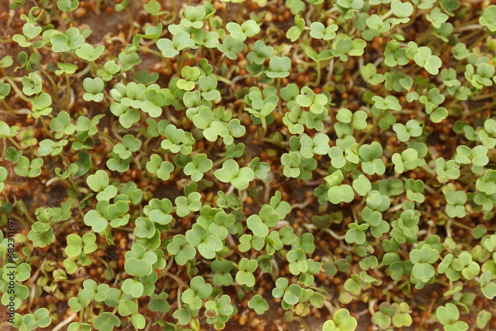 Growing microgreen. Many fresh mustard sprouts as background, top view Growing microgreen. Many fresh mustard sprouts as background, top view