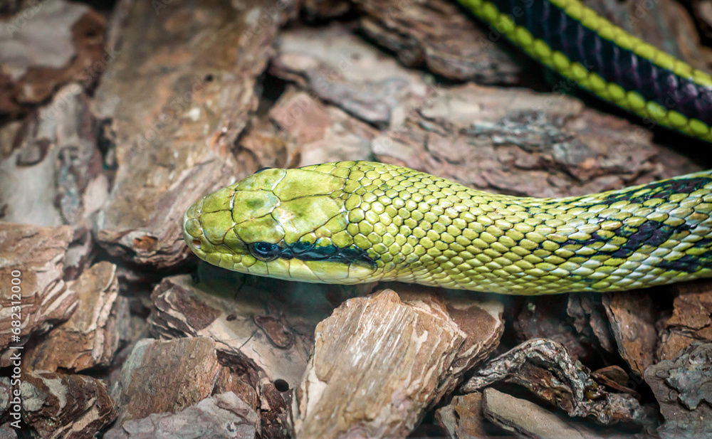 Fototapeta premium green snake head and eye