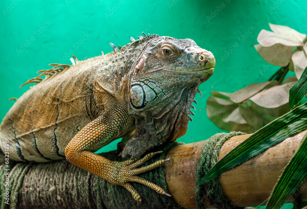 Fototapeta premium big iguana on a green background close up
