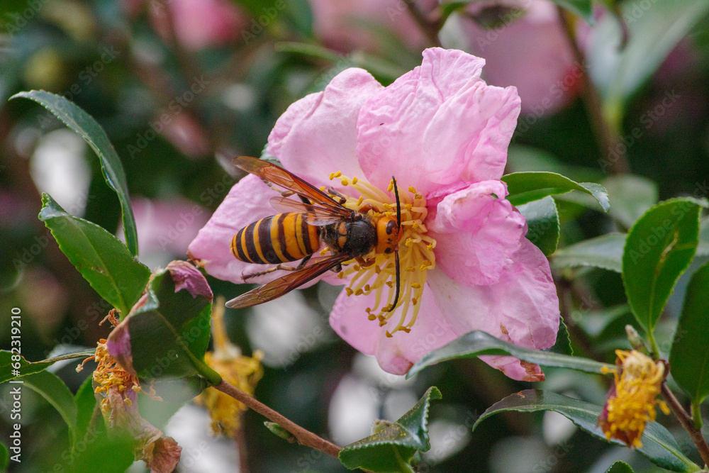 Fototapeta premium 東京港区赤坂5丁目のスズメバチ