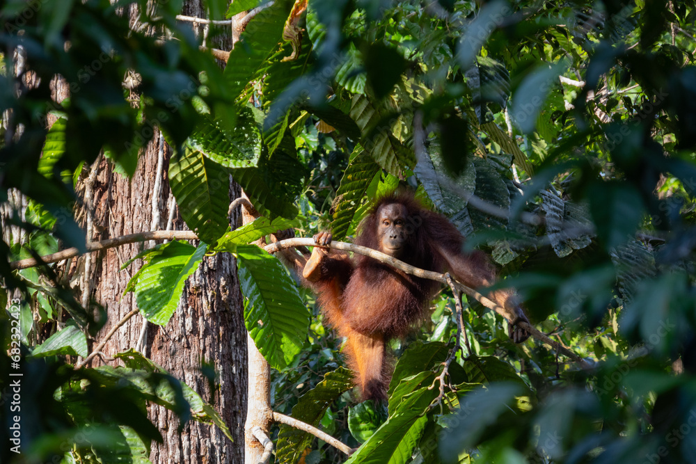 Fototapeta premium Orang-Utan