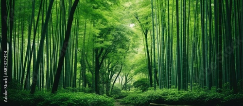 In the picturesque Arashiyama of Kyoto, Japan, the lush green forest envelopes the tranquil Japanese park, boasting beautiful natural scenery, with bamboo groves and wood branches blending