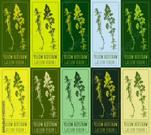 Set of vector drawing of YELLOW BEDSTRAW in various colors. Hand drawn illustration. Latin name GALIUM VERUM L.