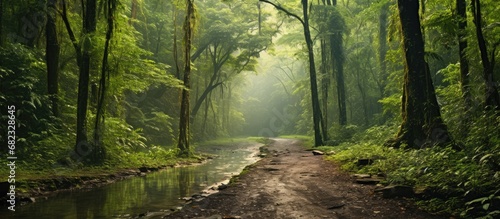 Fototapeta Naklejka Na Ścianę i Meble -  During the summer, as they traveled through the lush tropical landscape, they were amazed by the vibrant green grass and the dense forest that lined the road, creating a beautiful and untouched