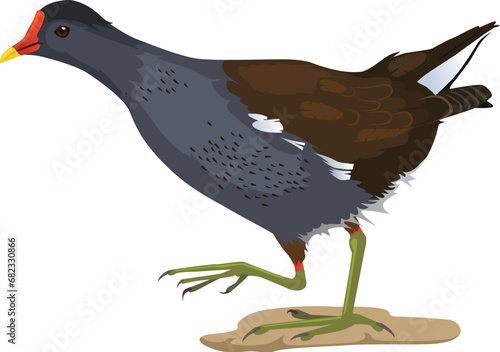 Vector illustration of a moorhen