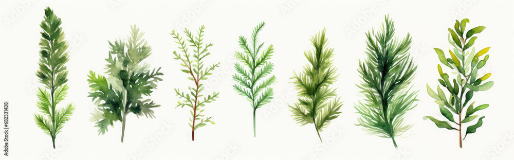 green grass isolated on white green grass isolated on white