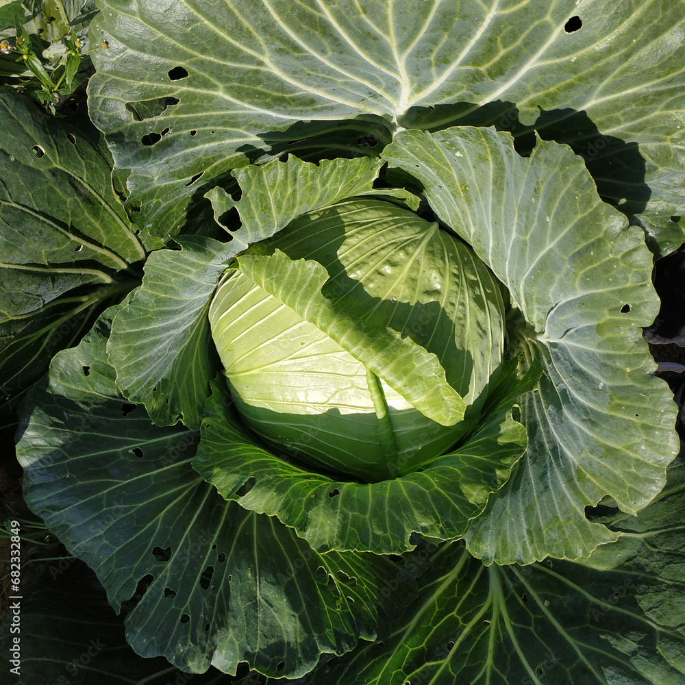 Obraz premium One head of large green cabbage in the garden.