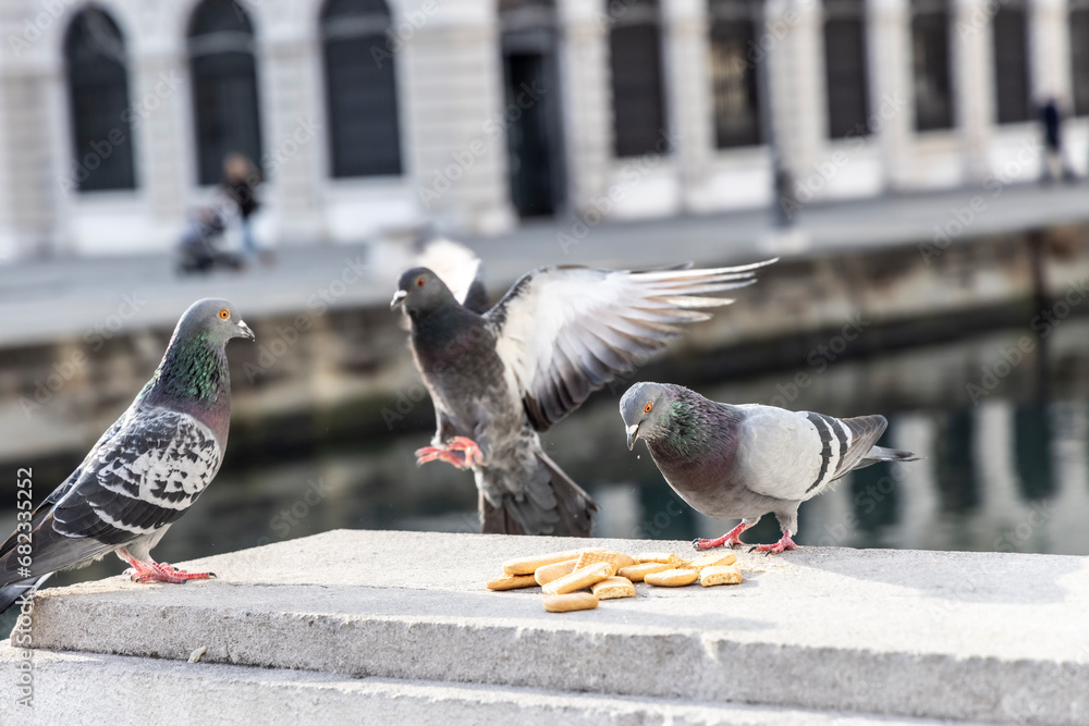 Pigeons in the city of Trieste, Italy