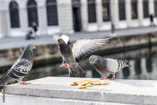 Obraz na płótnie Pigeons in the city of Trieste, Italy w salonie