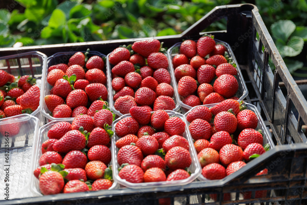 Recolecta fresas de temporada Recolecta fresas de temporada