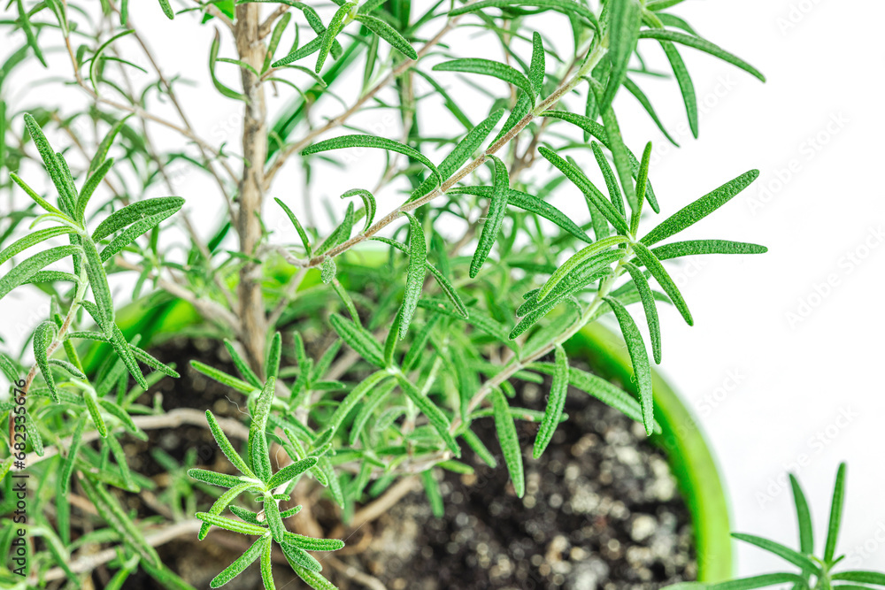 Rosemary plant grows on the windowsill. Urban farming concept, fragrant herb Rosemary plant grows on the windowsill. Urban farming concept, fragrant herb