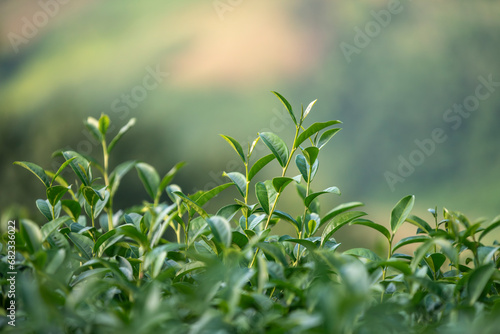 Tea leaves at tea plantation with white foggy mountain is green tea organic business concept. 