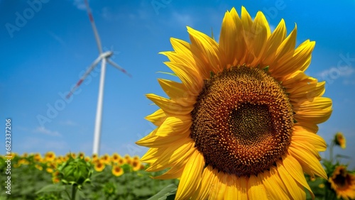 Electric power-generating wind turbines in action on a sunflower field during a sunny and windy day. Renewable energy  nature protection  alternative energy sources  and agriculture