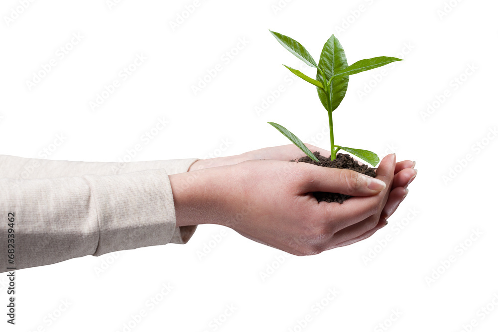 Plant in the hands of a woman isolated Plant in the hands of a woman isolated