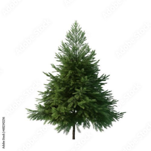 Christmas fir tree branch isolated