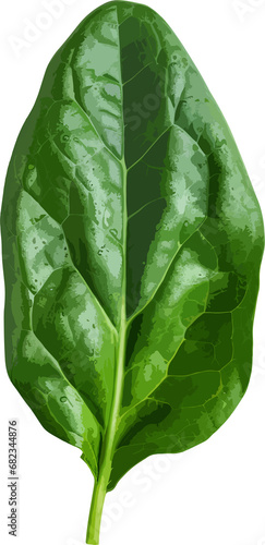 Spinach leaf clip art