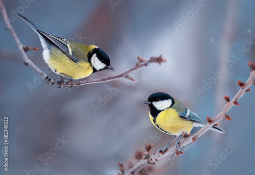festive winter postcard with two birds tits sitting in a snowy park