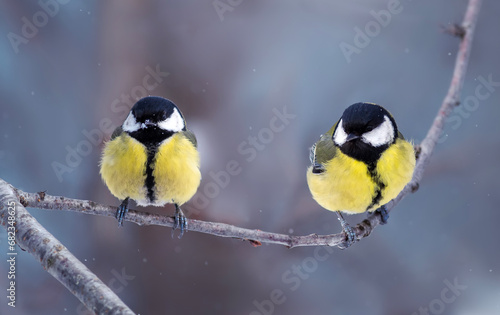 festive winter postcard with two birds tits sitting in a snowy park
