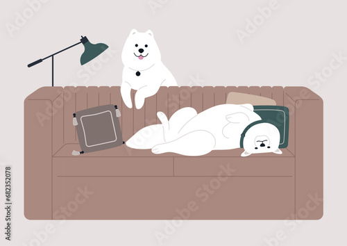 A couple of adorable Samoyed dogs enjoying joyful time spent together, one engaging in playful romps while another sprawling lazily on the sofa