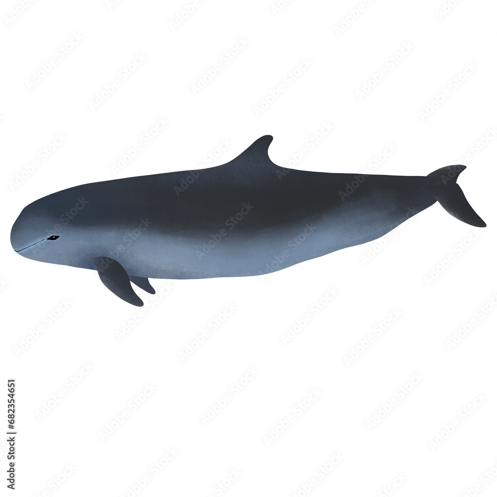 Naklejka premium Irrawaddy Dolphin, Orcaella brevirostris On White Background.