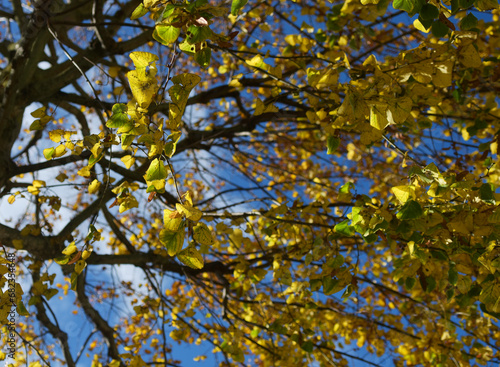 Feuilles d'automne sur l'arbre