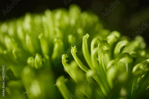 Obraz na plátně Plante verte d'ornement