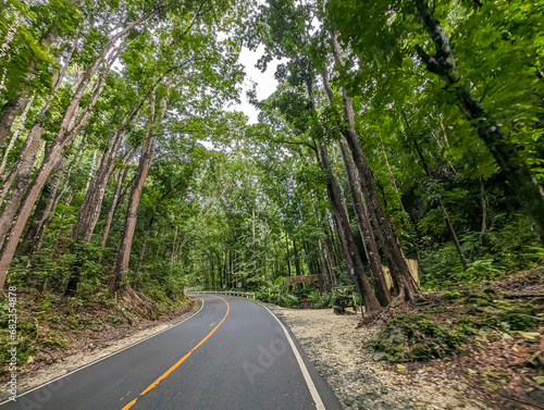 Canvas Print Driver's point of view of a highway flanked by Mahogany trees