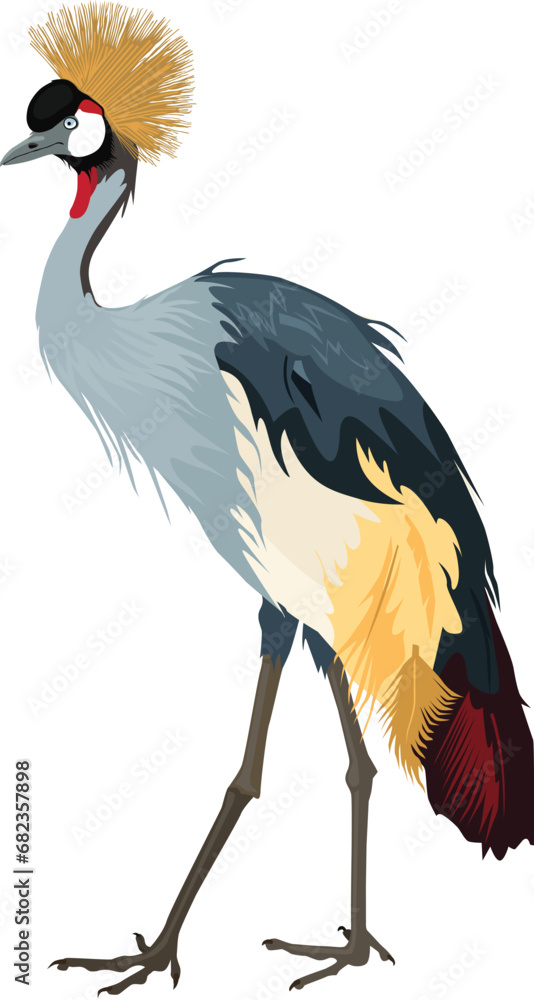 Grey Crowned Crane also known as African crowned crane, golden crested crane, golden-crowned crane, East African crane, East African crowned crane, African crane, Eastern crowned crane. Illustration. - obrazy, fototapety, plakaty 