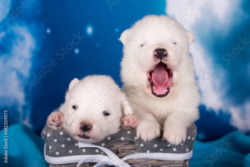 Two White fluffy small Samoyed puppies dogs are on blue background