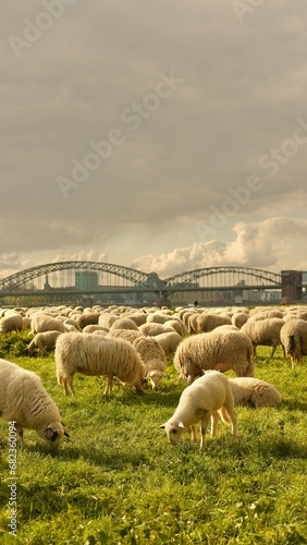 Sheep graze in a clearing with a background of the Cologne bridge. High quality photo