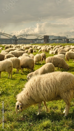 Sheep graze in a clearing with a background of the Cologne bridge. High quality photo