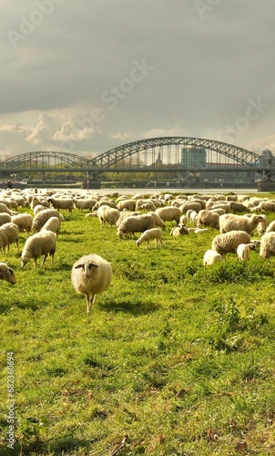 Sheep graze in a clearing with a background of the Cologne bridge. High quality photo