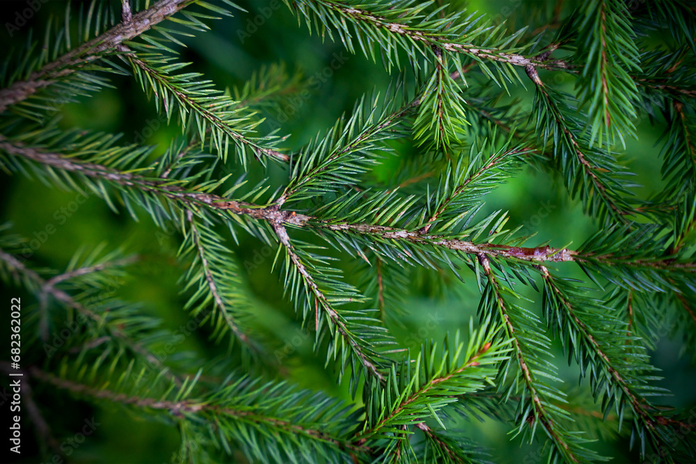 Winter background with green spruce branches. Close-up. Selective focus.